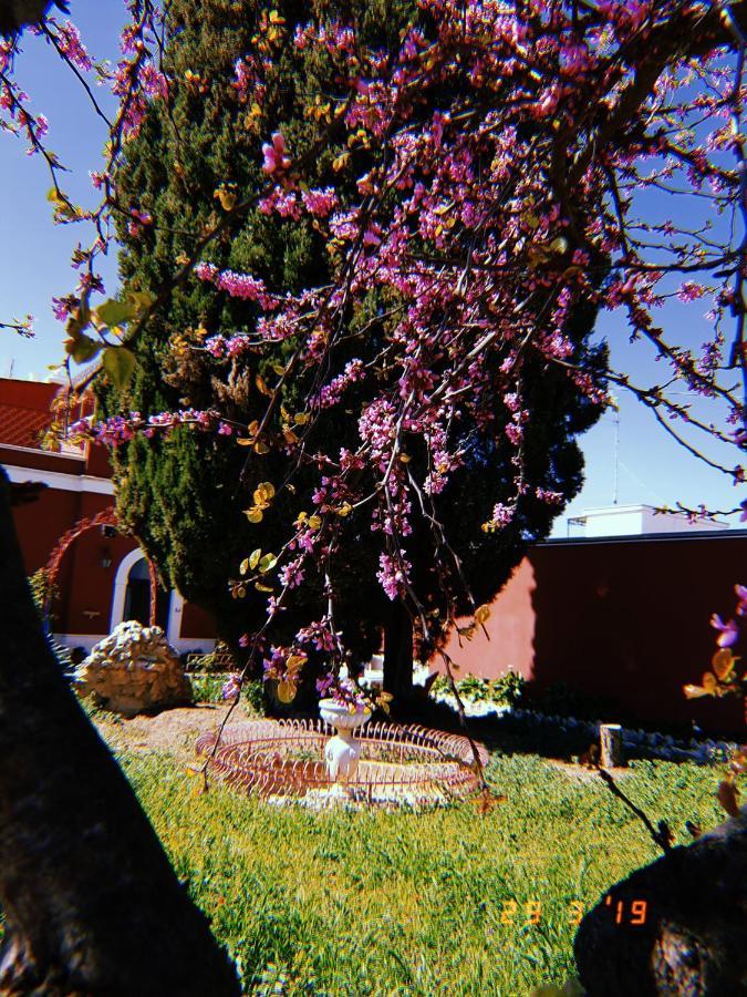 Simpson - Aeroporto Di Bari - Affittacamere Eksteriør bilde